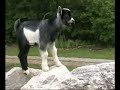 Baby Goat: Dale Jr. (Part 1)