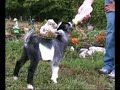 Baby Goat: Dale Jr. (Part 1)