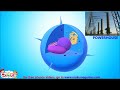 Animal Cell Structure (animation) - Different Parts & their Functions