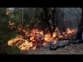 Australia merges New South Wales wildfires