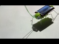 Solar grasshopper on paper