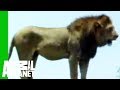 Lion vs. Croc | Animal Face-Off - YouTube