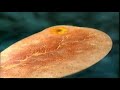 Reproducción Humana: Fisiología Femenina y Fecundación.