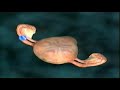 Reproducción Humana: Fisiología Femenina y Fecundación.
