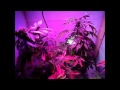 300W TRI-Band LED Grow Light Reviewed