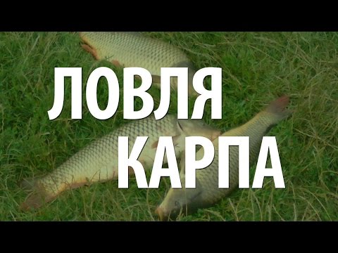 ловля карпа на платном пруду видео ловля карпа на платном пруду видео