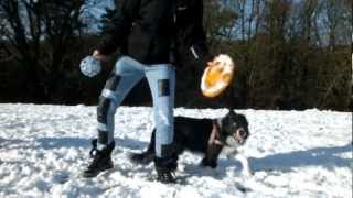 Tricks, Backstall Practice and Fun in the snow with Bella the Collie - YouTube