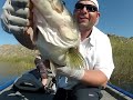 10 14 lb swimbait fish