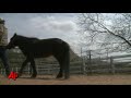 Mini Horse Gets Lifesaving Prosthetic Leg