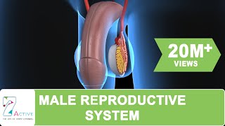 Jap peeing vids Elephant sperm journey