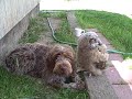 Owl love for a dog