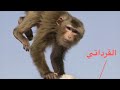 ٣٠٠ يوم مرسي - أغنية