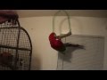 My Green Wing Macaw trying to get back on her cage!!!