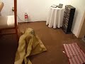 Danko, el Schnauzer Miniatura / Danko, the mini-Schnauzer: Ep.1: Danko el Fantasma / Danko the Ghost