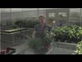 Container Gardening : Container Garden Design