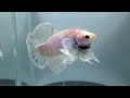 Big ears white pink