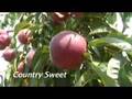 Персик: UMass Fruit Advisor: August 8, 2007-More early peaches