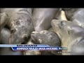 Whales Invade California's Monterey Bay