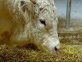 Meet the Super Cow