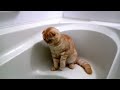 スコティッシュフォールドの子猫 きなこ