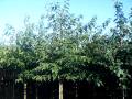 Sap Trees Prunus avium Plena 14-16cm girth