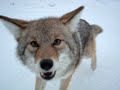 Coyote Attack Best Footage Ever