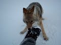 Coyote Attack Best Footage Ever