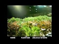Time Lapse - NFT - Lettuce Dec/Feb