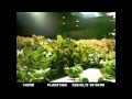 Time Lapse - NFT - Lettuce Dec/Feb
