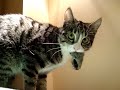 Pika, baigi niknais kaķis / Crazy cat with mouse (dead 0_0 )