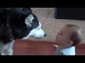 Dog imitates baby