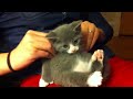 KITTEN MASSAGE