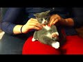 KITTEN MASSAGE