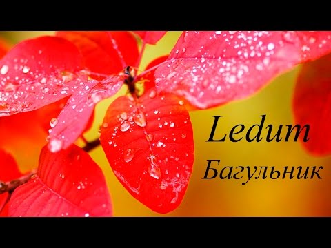 Скачать песню ах багульник