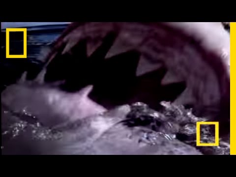 Great White Shark