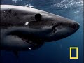 Great White Shark