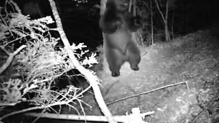 O que se passa nas florestas à noite