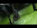 Life - Venus Flytraps: Jaws of Death - BBC One