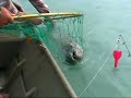 King Salmon Fishing Skilak Lake Alaska