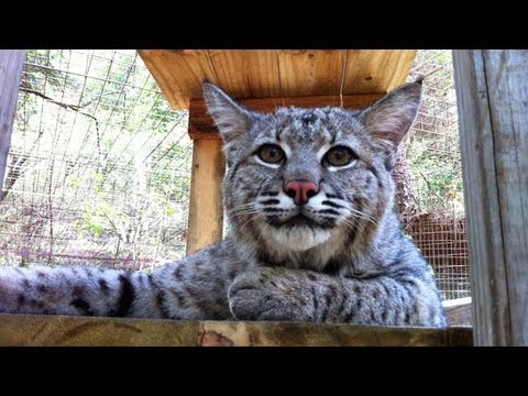 MAX - Rescued "Pet" Bobcat... O9ytloon7TI