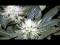 Medical Marijuana Grow Lights - 13.7 Ounces Dry Yield From 290 Watt LED Grow Light!!!