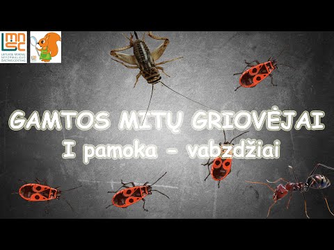 LMNŠC pamokų ciklas „Gamtos mitų griovėjai“. Kas nėra vabzdžiai?