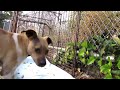 NEW ENDING - An Abused street dogs second chance - Ralph's rescue and rehab.