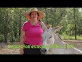 Homesteading Ideas. A Tour of Becky's Homestead.