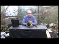 Growing Japanese Maples: Container Cultivation part 1