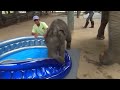 Baby Elephant Bath Time Part2