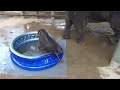 Baby Elephant Bath Time Part2