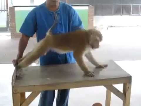 Video: Net beždžionė sportuoja daugiau - Už daugumą šiuolaikiško jaunimo.