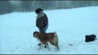 Среднеазиатская овчарка Алабай