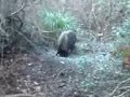 Κυνήγι αγριόχοιρου